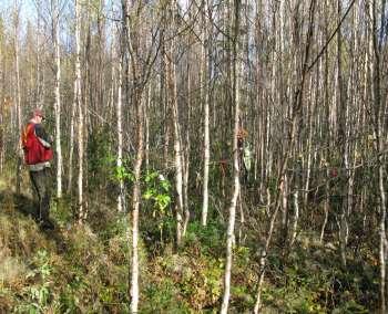 Biomassaskattning av tät skog 1 miljon