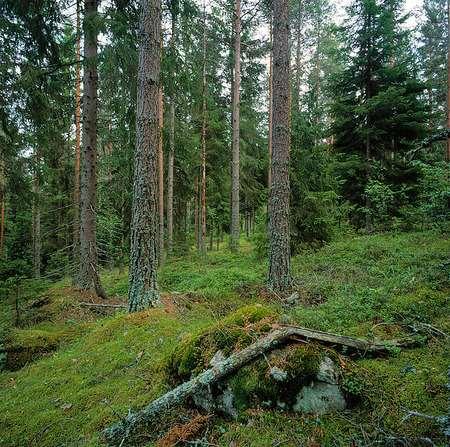 Pågående Projekt Skog Kartering av skogstyper till nya vegetationskartor (e.g., SMD, Corine) Förbättrad