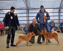 SSF KUSTLAND Hundutställning i Umeå SSF Västerbottens Kustland, 4 februari 2017 Hundutställningen ägde rum på Forslunda Naturbruksgymnasium.