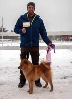 MELLANSVERIGE Hundutställning i Mora 4 februari 2017 Som vanligt de senaste åren var det ridhuset i Mora som stod i centrum för tilldragelsen.