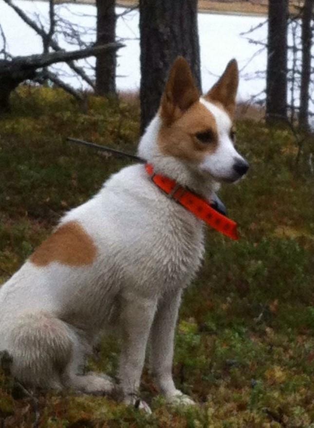 Medelpads skällande fågelhund Nord UchTrollfågelns Aya, SE31725/2011, Ägare Göran Hofling