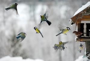 De allra vanligaste fåglarna vid fågelborden är pilfink, talgoxe och blåmes. Dessa tre dominerar stort.