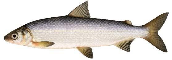 BESTÅNDSSTATUS Sikbeståndets status bedöms vara god (stort och talrikt) i Vättern och sik är den dominerande arten i nätprovfisken i utsjön (Figur 8).
