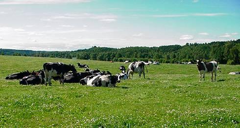 Bra proteinfoder till mjölkkor i ekologisk produktion Text: Birgitta Johansson, Jordbruksverket.