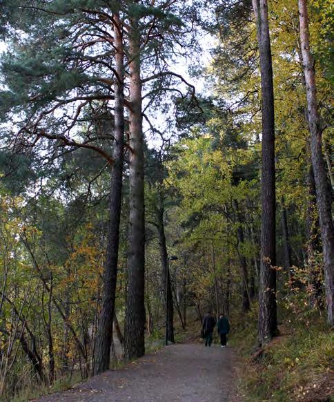 På förmiddagen hålls stämman och på eftermiddagen gör vi en vandring i Årstaskogen. Alla intresserade medlemmar är välkomna.