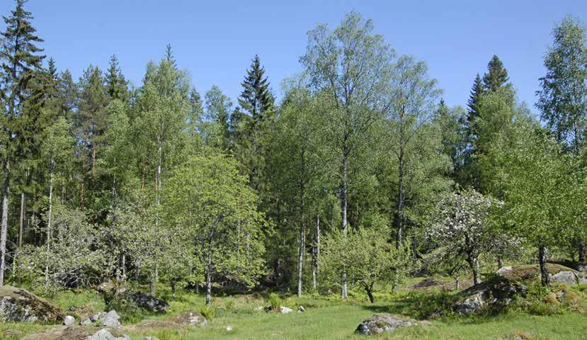 Bryn är en skötselkrävande miljö som växer igen och förlorar sin varierade och halvslutna struktur om den lämnas för fri utveckling.