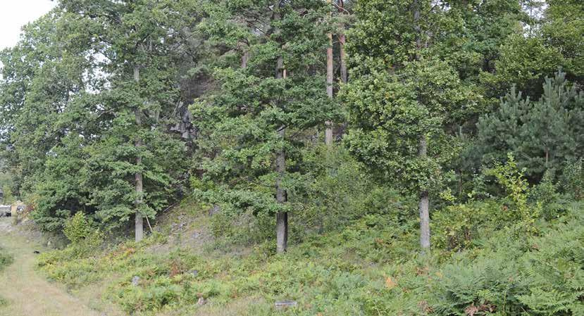 Figur 3. Ett bryn där solen når in i skogen. Kalmar län. Foto: Mikael Svensson Figur 4. Ett bryn som uppkommit genom (periodvis) svagt betestryck på en betesmark. Skåne län.