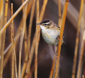 Sandheden skapade torra områden med en viss flora och fauna medan Klingavälsån skapade våtmarker då den rann i ett mycket flackt område och meanderade kraftigt, d v s slingrade sig fram och hela