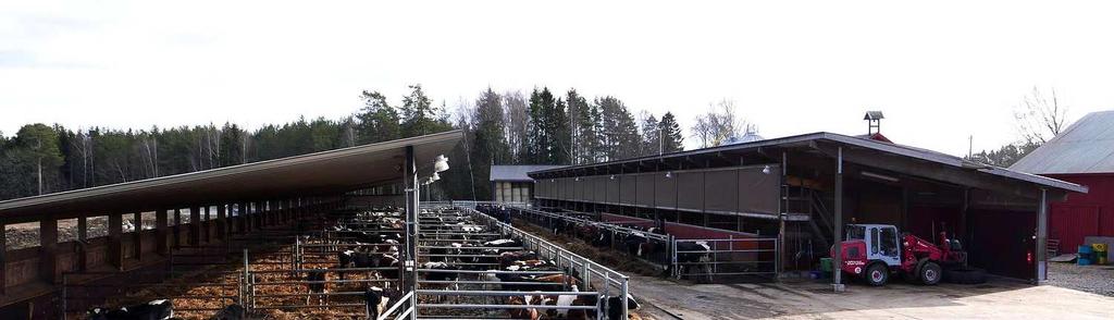 Figur 13. Exempel väderskyddande stall för slaktnöt med stora hårdgjorda ytor under bar himmel där djuren gödslar och gödseln skrapas till lagringsbehållare.