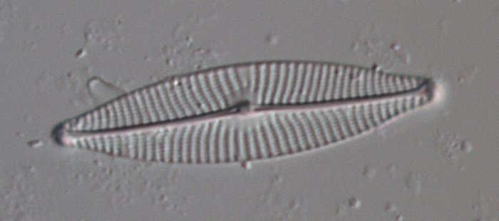 plexet Cocconeis placentula (Figur 12), Navicula germainii (Figur 10) och Planothidium frequentissimum.
