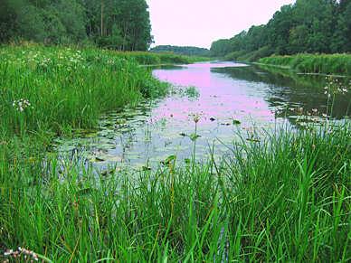 U12. Svartån (nedströms Fläcksjön), Väster Vrenninge, SE663561-153073 Län: 19 Västmanland Beskuggning: saknas Koordinater: 6634586/1530649 Datum: 2010-08-10 Provtagningsmetodik: SS-EN 13946