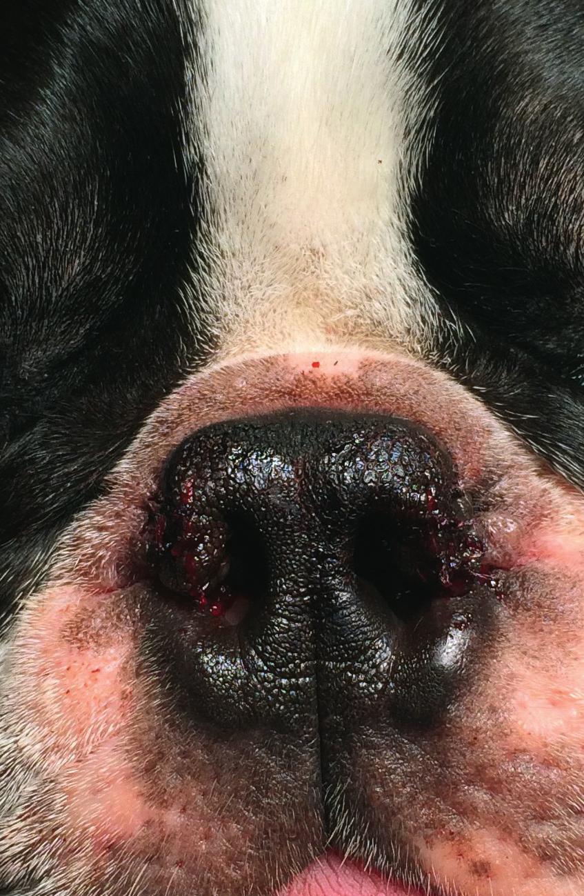 FIGUR. Sammanställningen visar att antalet utförda ingrepp ökade kraftigt mellan 20 och 206. Medvetenheten om möjlighet till kirurgisk behandling har ökat både hos djurägare och veterinärer.
