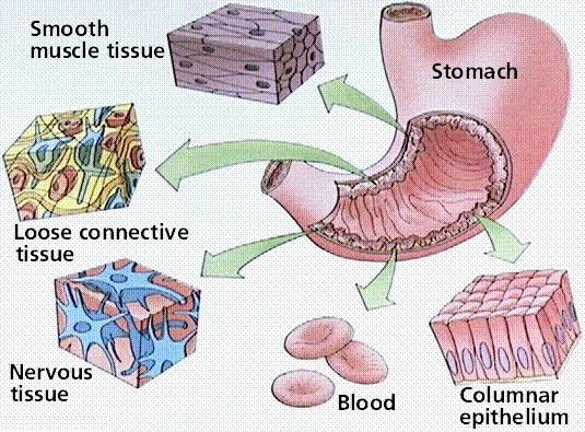 Olika vävnadstyper bygger upp ett organ Glatt