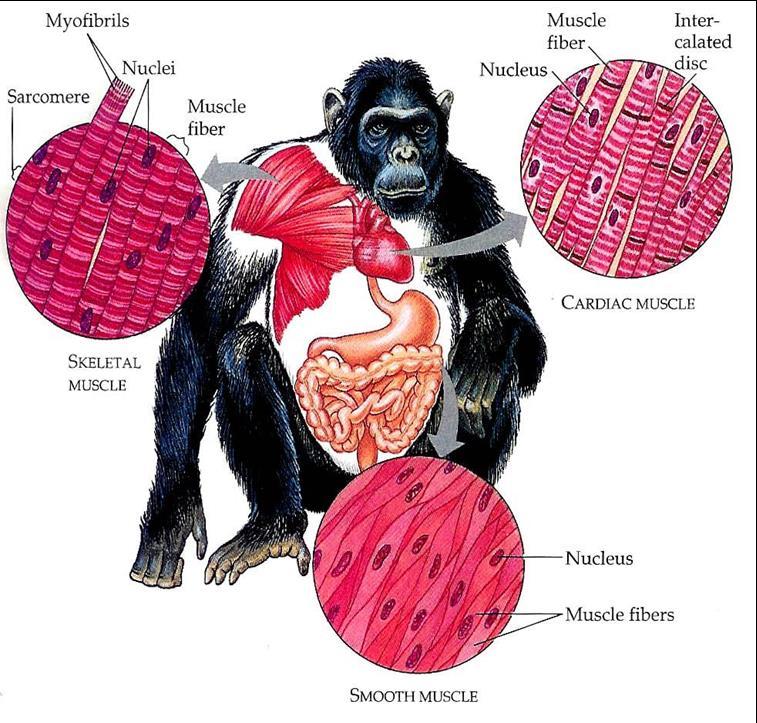 Muskelvävnad Tre olika typer av muskelceller ger tre typer av muskelvävnad Skelettmuskulatur (tvärstrimmig) Kan styras
