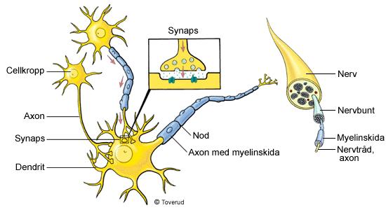 Nervvävnad Nervceller bygger upp nervvävnad Känner av stimuli /retningar i sinnesorgan Sänder signaler från en del av