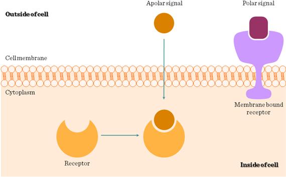 Receptorn kan vara på cellytan eller inuti cellen Utanpå cellen Hydrofila (polära) signalmolekyler(proteiner) binder till