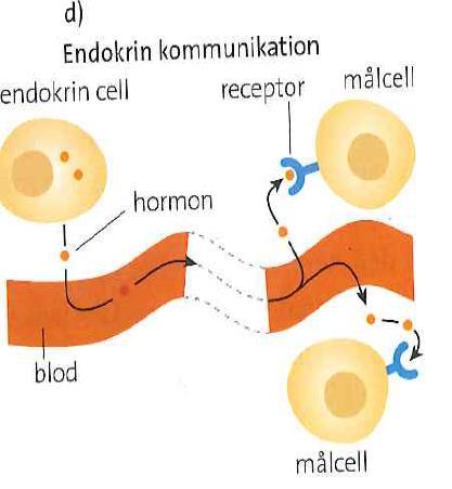 2b) Endokrin kommunikation (långsam) Endokrin utsöndra