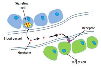 Signalsubstanser i blodet kallas hormoner Hormoner bildas