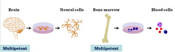 Vuxna stamceller Är multipotenta- cellerna kan