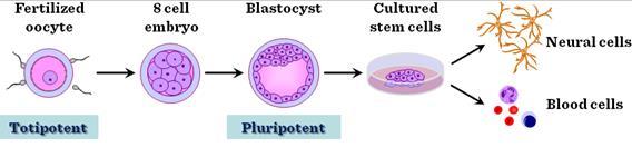 Embryonala Stamceller Är pluripotenta cellerna
