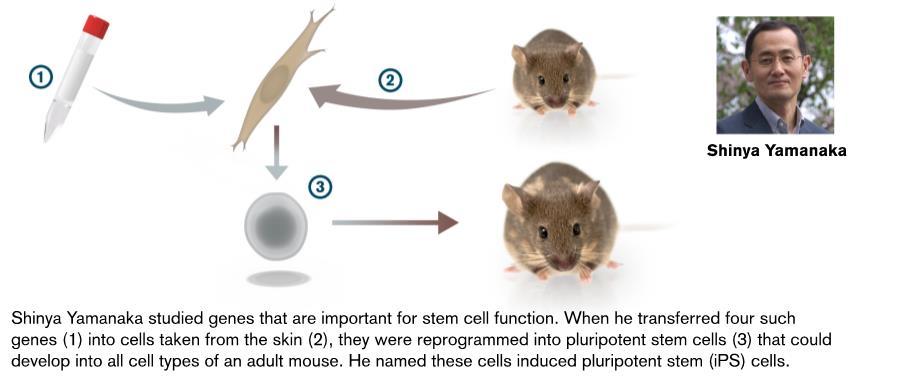 IPS stamceller inducerade pluripotenta