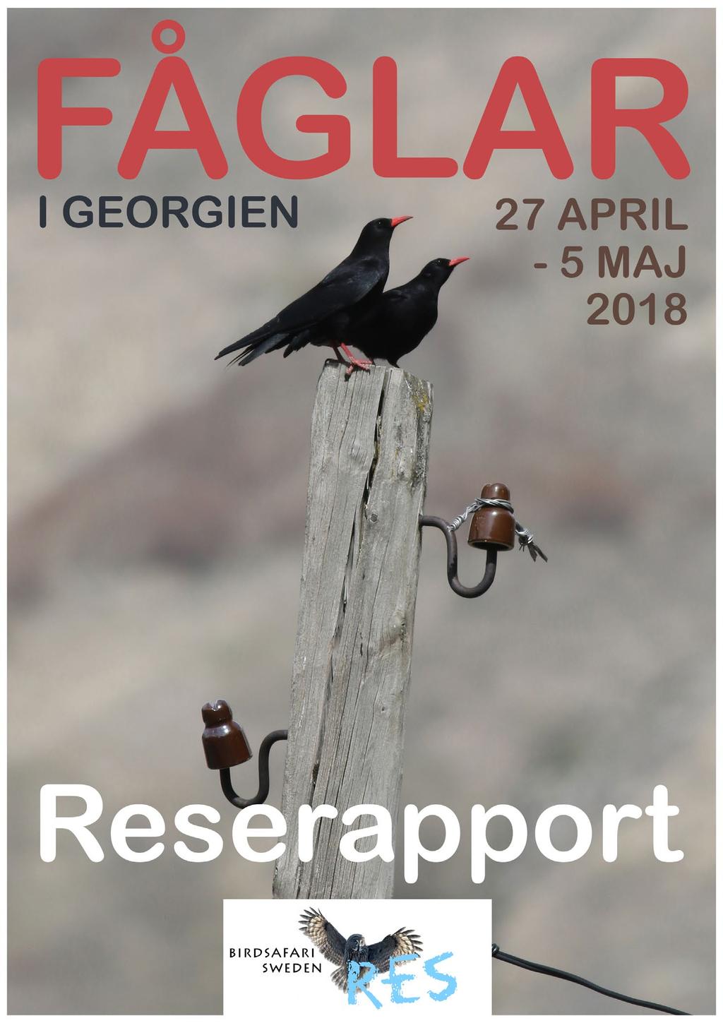 Birdsafarisweden - Res / www.birdsafarisweden.