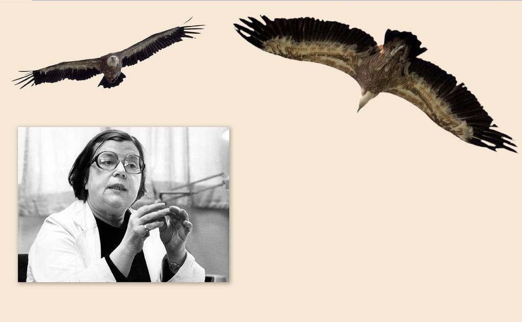 Birgit Lindkvist Birgit Lindkvist belönades 1977 med ett hedersdoktorat för sin emulsionsteknik men även för utvecklingen av en metod att mäta fåglars flyghöjd.