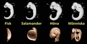 6 Antagandet att det skett en biologisk utveckling från en första bakterieliknande organism till människan kallas darwinism.