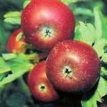 Växter MARK FRUKTTRÄD Äppelträd Ingrid Marie Mörkrött vinteräpple med frisk, syrlig smak som mognar i oktobernovember.