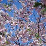 blommor, dubbla och rosa, som täcker hela kronan när trädet blommar i slutet av april-början av maj. Bladen är kopparröda vid bladsprickningen.