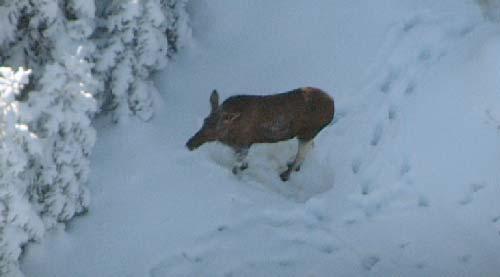 Det fanns rikligt med älg i vissa delar av området och färre i andra (figur 1).