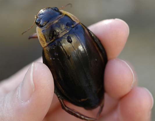Dytiscus lapponicus och Dytiscus marginalis.