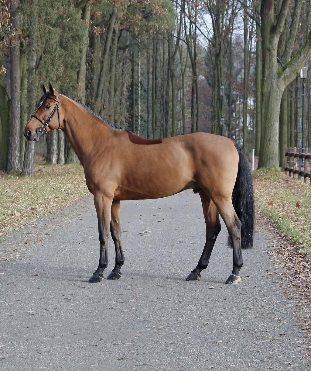 Judy Ann Melchior och Crown Z hade stora framgångar på meeting såsom Rio, Cannes, Monaco, Mechelen och Valkenswaard.