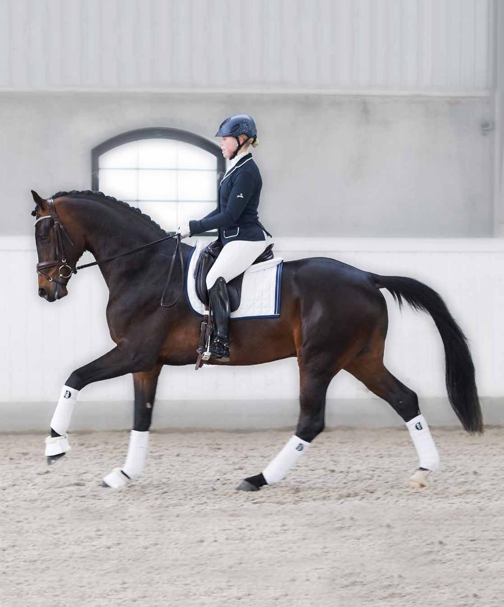 Generationer av målmedvetet, genomtänkt avelsarbete har resulterat i Demand 1344, hans syskon och släktingar med fantastiska sportframgångar.