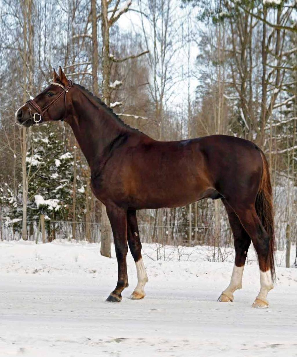 Klifton utmärkte sig redan som treåring då han segrade vid sitt treårstest med dubbeldiplom. Han var sedan tredjeplacerad på treårschampionatet på Breeders med fina 86,60%.