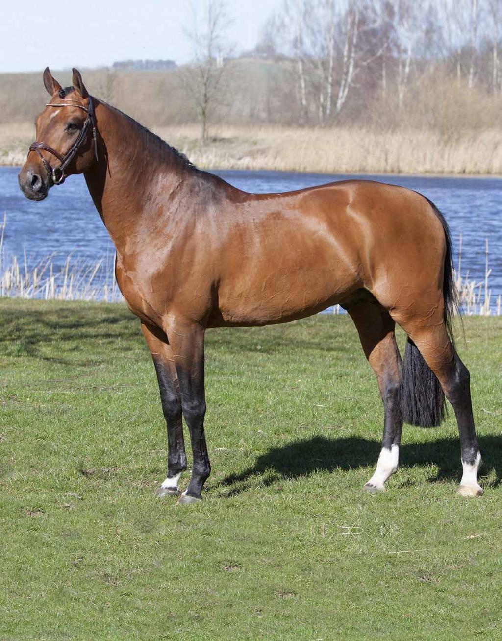 Uncanto Di Villagana 1290 Uncanto di Villagana med prestationshärstamning och av en synnerligen toppmodern sporthästmodell. Levererar resultat efter resultat i hetluften i Europa.