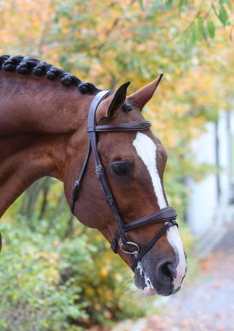Heartbeat har varit topprankad fadershingst de senaste åren och 2016 utnämnde SWB honom till årets utmanarhingst för sin lovande start i avelskarriären och för sina talangfulla avkommor.