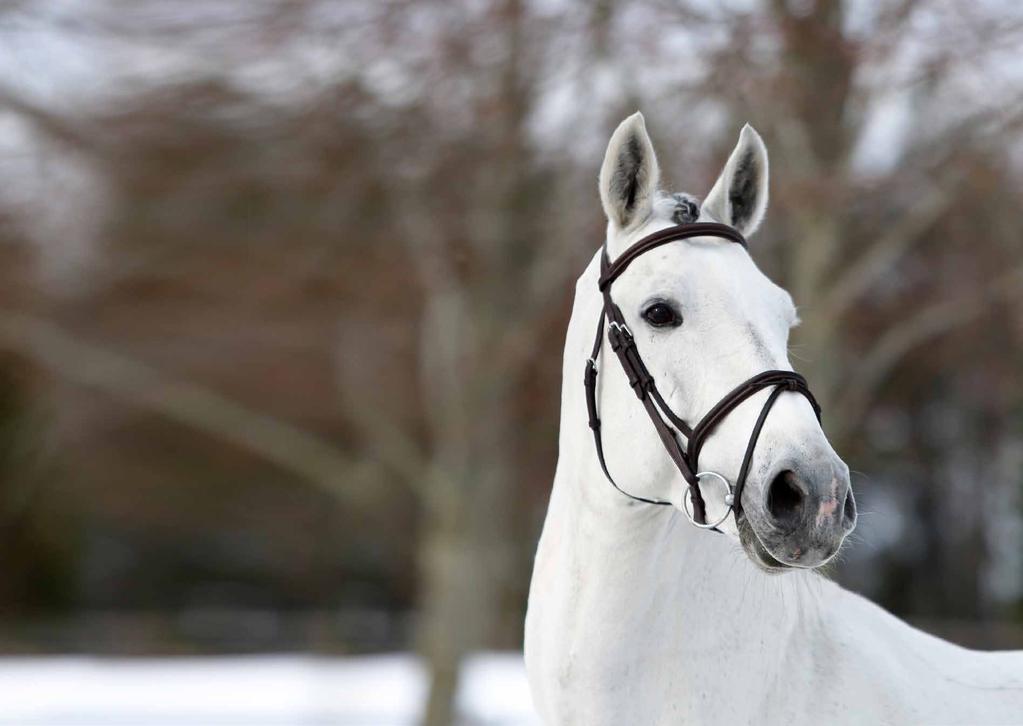 21 april Hingstar från Lövsta Seminstation, Böckmann Pferde och Helgstrand Dressage kommer till Skåne för en kvällsshow på Helsingborgs Fältrittklubb. Visningen startar kl. 17.00.