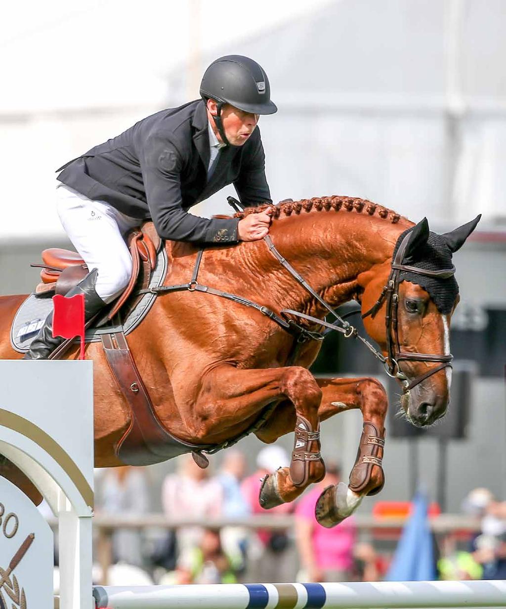 Cayenne de Clarence 1352 Cayenne de Clarence en exceptionell hoppförmåga med fulländad balans i sin galopp och hoppning. Cayenne de Clarence är en mycket samarbetsvillig och ridbar hingst.