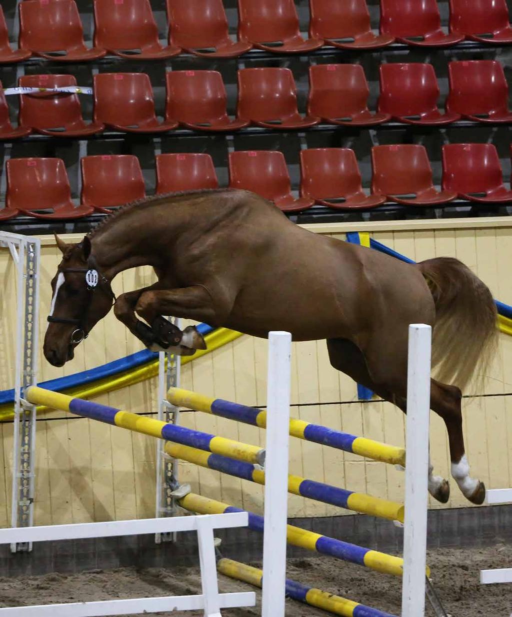 CCStud s Kuba Libre 1369 CCStud s Kuba Libre har högintressant sporthärstamning, med för Sverige nytt blod. Han är en riktigt cool hingst, som alltid gör sitt bästa.