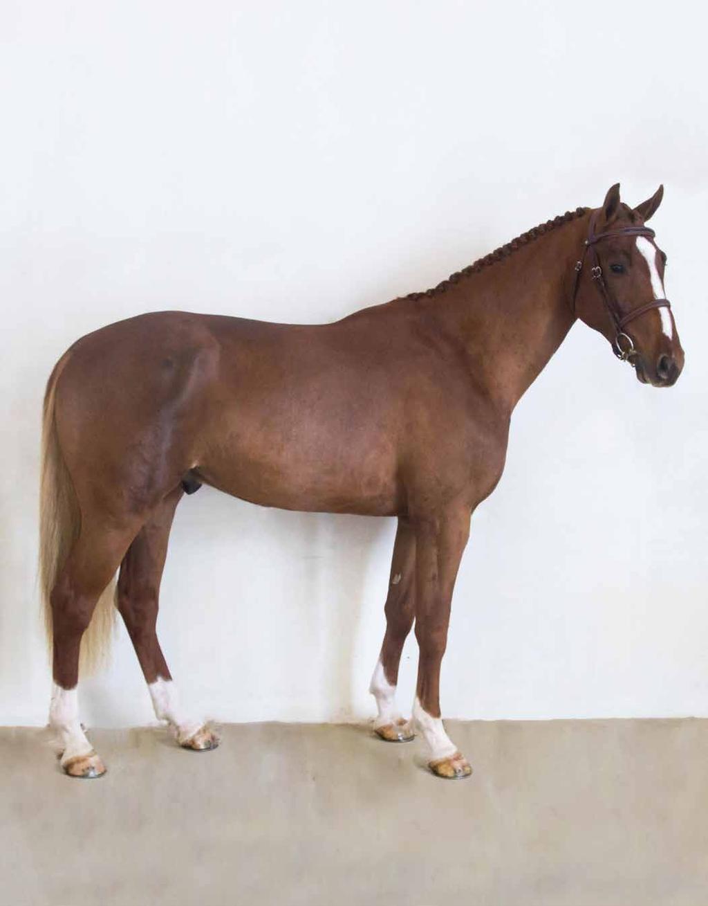 Under bruksprovet bedömdes han ha en framåtgripande galopp, med bäriga bakben, där han arbetar väl över ryggen.