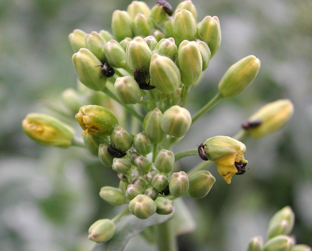 Insekticidresistens i Sverige