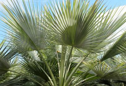 Växterna är exotiska, som t.ex. olika palmer.