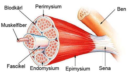 Statin (t.ex.