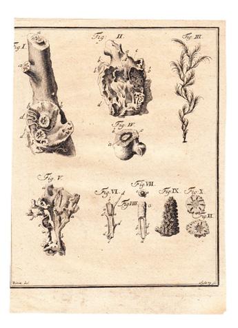 11 LUDWIG, C. G. (pres.) MORGENBESSER. Michael (resp.) De vegetatione plantarum marinarum. Diss. Leipzig, Litteris Breitkofianis, 1736. 4to. (6),+ 32 pp.+ engr. plate, loose.