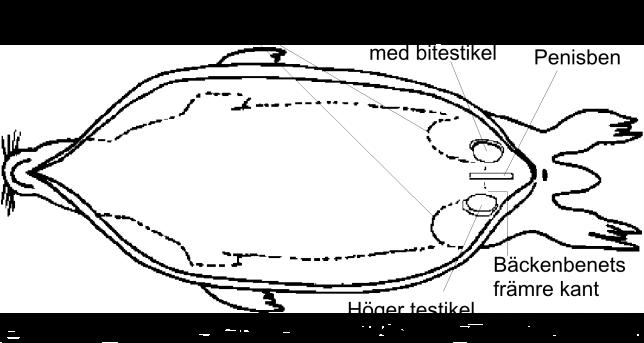 Inre organ Utvidga längdsnittet åt sidorna så att halsmuskulatur, bröstkorg och bukorgan blir synliga (Figur 3.).