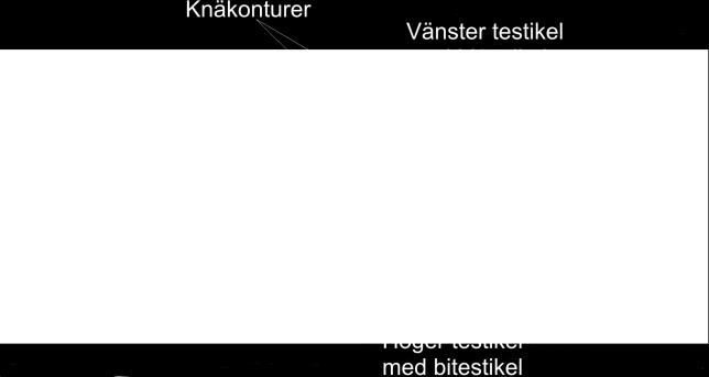 Ta loss tungan samt mat- och luftstrupens övre del. Skär nära bröstkotpelaren så att stora kroppspulsådern kommer med.