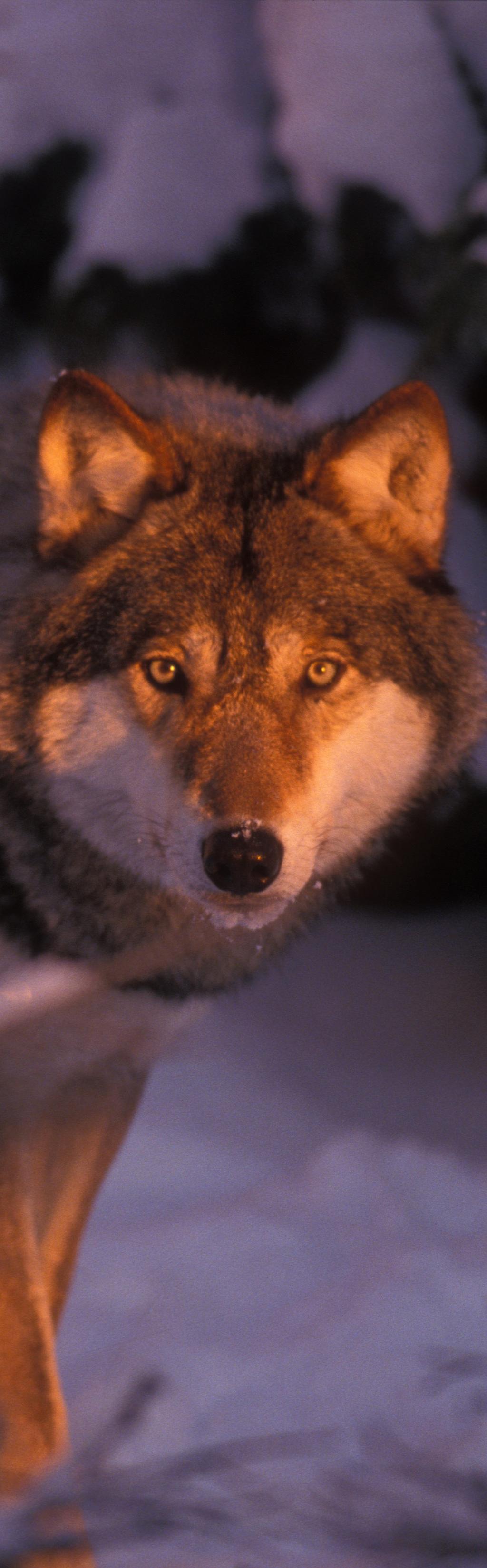 Varg Canis lupus Vargen är ett hundjur som är släkt med bland annat rävar och schakaler.