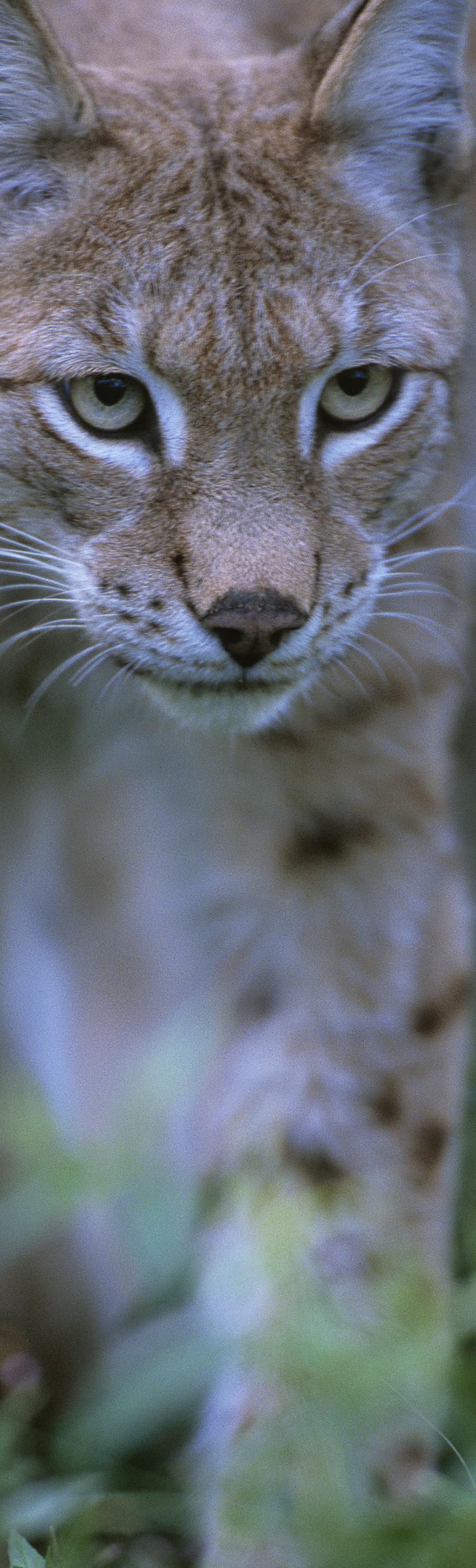 Lodjur Lynx lynx Lodjur tillhör familjen kattdjur, och liksom de flesta andra kattdjur lever de ensamma förutom när honan har ungar.