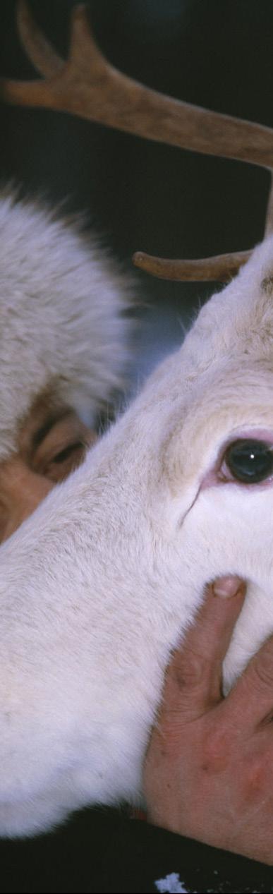Rennäringen varnar för att de är nära en kollaps på grund av rovdjurens framfart - och eftersom renen har en central roll i den samiska kulturen hotas också denna.